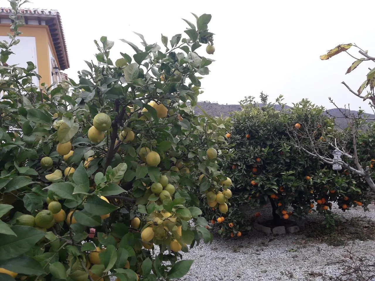 Alojamiento Colina Del Sol Torrox Bed & Breakfast